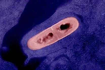 Listeria_Bacterium_02