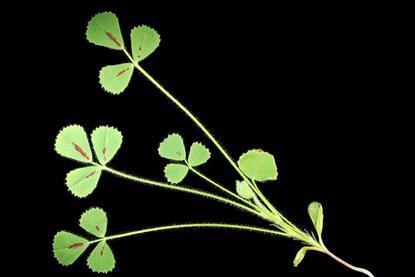 Medicago_truncatula_A17_shoot