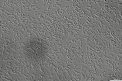 Pseudomonas_putida_DIC_image_400X