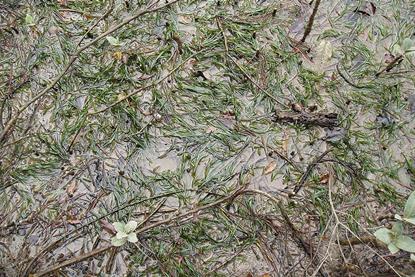 Zostera_muelleri_Irmisch_ex_Asch._(AM_AK296881-2)