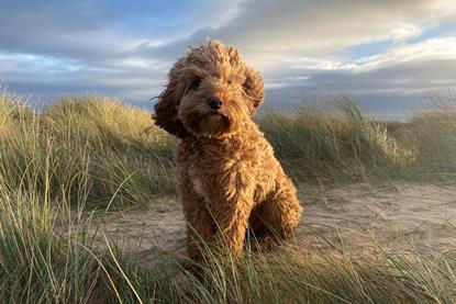 Cavapoo_RVC Royal Veterinary College, CC-BY 4.0