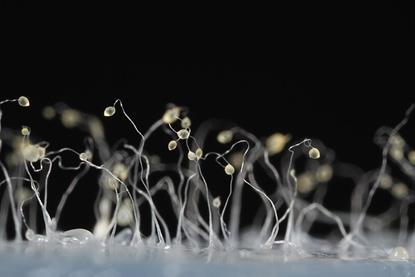 Dictyostelium_discoideum_43
