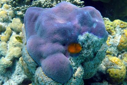 Porites_lobata,_Upolu_Reef