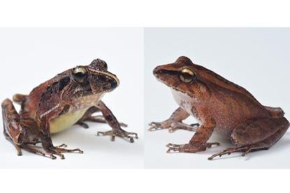 Low-Res_frogs-sized
