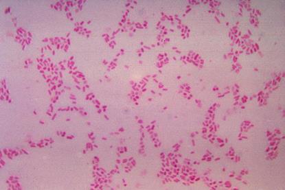 BacteroidesFragilis_Gram (3)