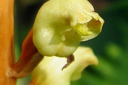 Gastrodia_elata_-_cropped