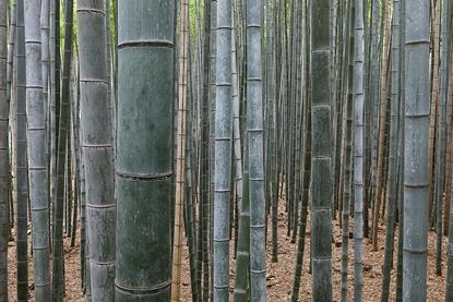 Bamboo_Forest,_Arashiyama,_Kyoto,_Japan