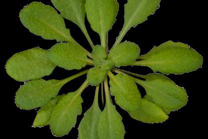 Arabidopsis_thaliana_rosette_transparent_background