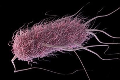 Escherichia_coli_2