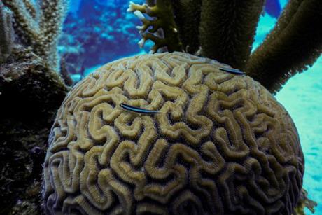Low-Res_cleaner goby coral reef_cc Matthew Nicholson