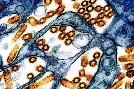 H5N1_avian_influenza