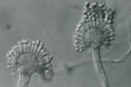 Aspergillus_parasiticus_UAMH5727a