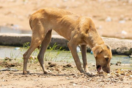 Rabid_Dog