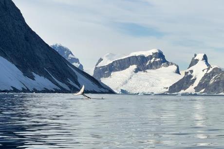 Low-Res_Whale