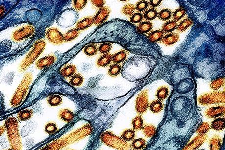 H5N1_avian_influenza