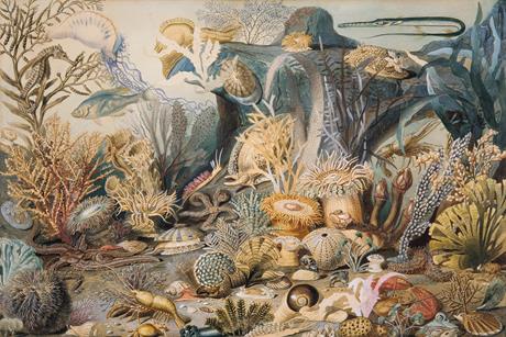 Ocean_Life_MET_ap1977.181