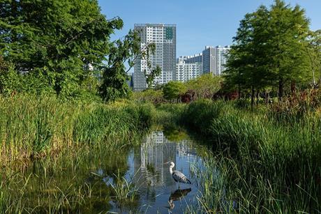 Ardea_cinerea_-_Grey_heron_-_in_a_pond_of_Busan_Citizens_Park_with_blue_sky_in_Busan_city_South_Korea