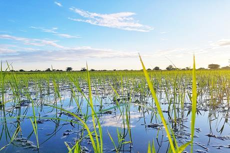 Rice_at_plantation_at_Itigi_Tanzania