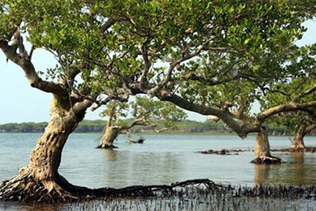 Dongzhai_Harbour_Mangrove_Forest