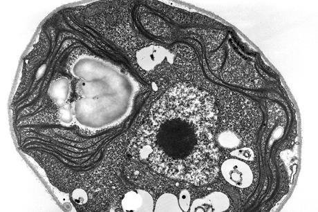 Chlamydomonas_TEM_07