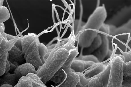 E-coli_(Escherichia_coli)