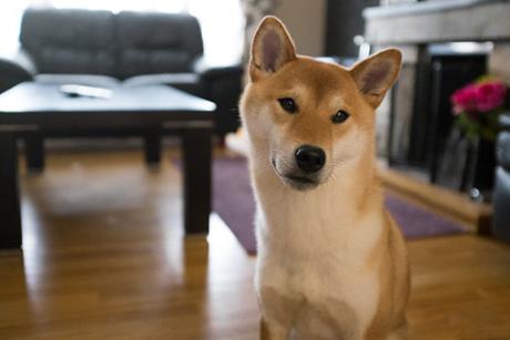 Picography-curious-dog-animal-pet-house-home-sm-1