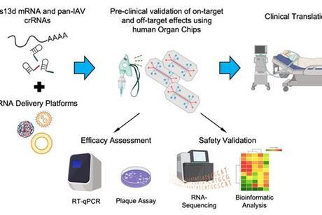 Low-Res_Preclinical influenza vaccine assessment