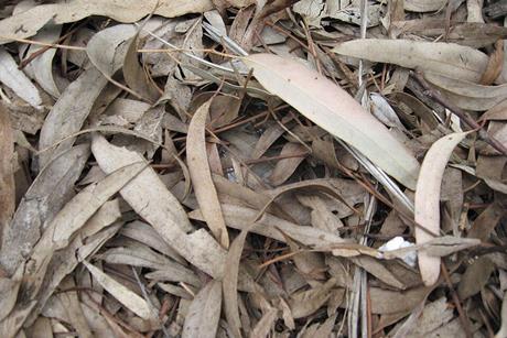 Ds100_~Leaf_Litter_In_Monochrome_(4384927207)
