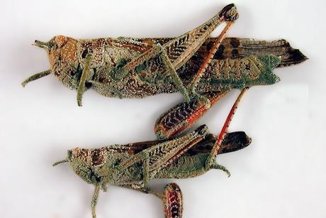 CSIRO_ScienceImage_1367_Locusts_attacked_by_the_fungus_Metarhizium