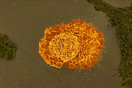 Macrophages_02