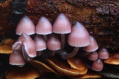 Mycena_clarkeana_533139