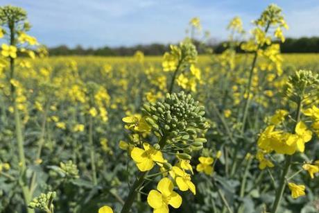 Low-Res_260203_Flowering Rapeseed_Probiotics for Plants_Yu