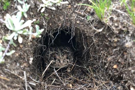 Roosevelt_yotoad_in+burrow_60575cb2-2e2b-47d0-8a82-00b3412e31ea-prv