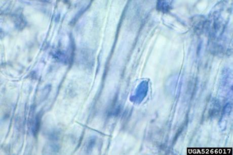 5266017-PPT