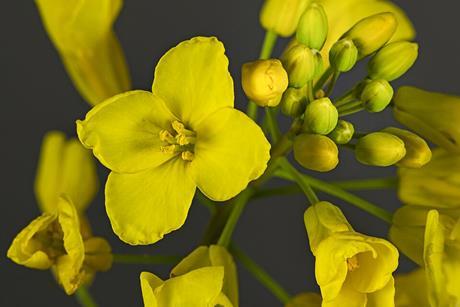 (MHNT)_Brassica_napus_-_Flower
