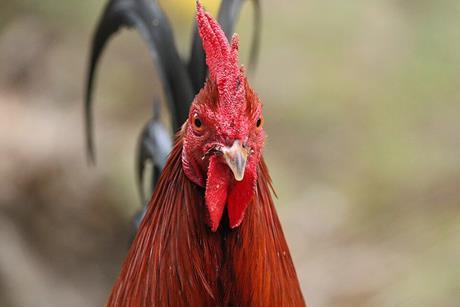 Gallus_gallus_domesticus_475938256