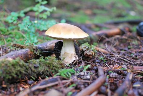 Low-Res_5031368547_f04ec665a1_b