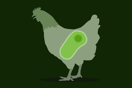 Low-Res_Chicken Graphic