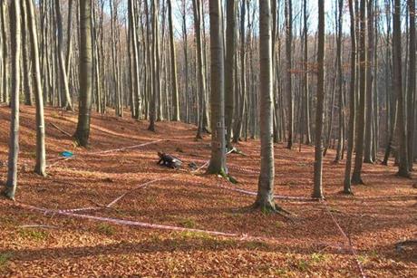 Low-Res_Maier forest