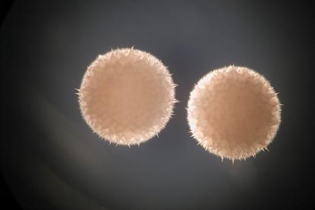 Streptomyces_hygroscopicus