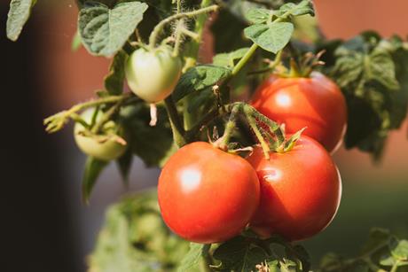 pexels-jason-deines-2993297-6314416