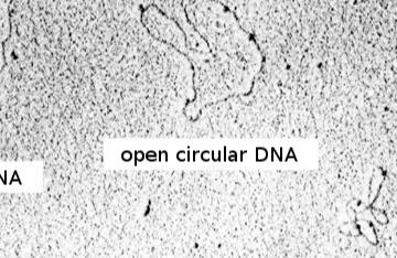 Plasmid_em-en