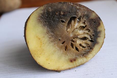 960px-Phytophthora_infestans_5616