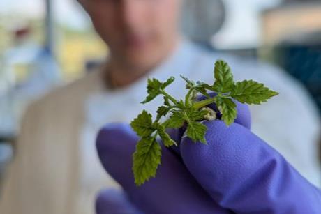 Low-Res_raspberry plantlet used as protoplast source 5