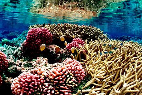 Coral_reef_09