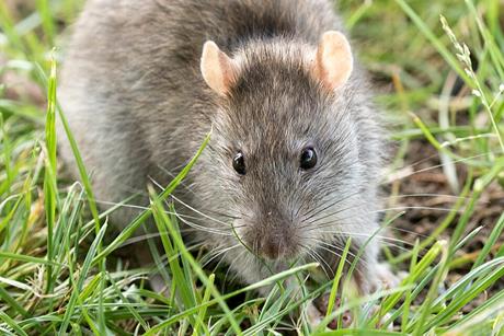 Rattus_norvegicus_-_Brown_rat_03