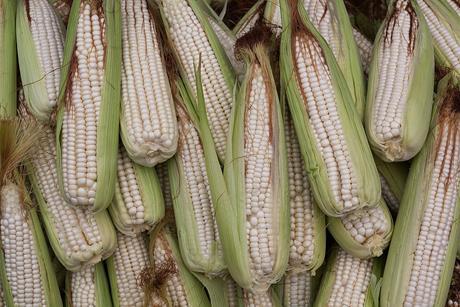 Corn_-_Zea_mays