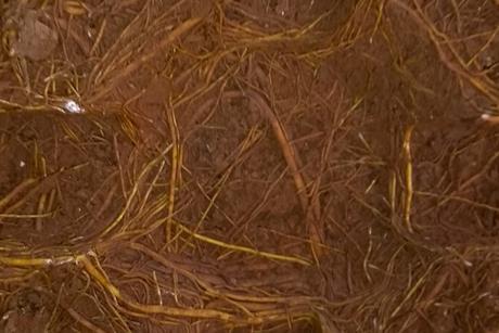 Pot_bound_roots_of_a_sampling