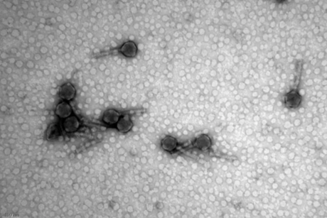 Tailed phages