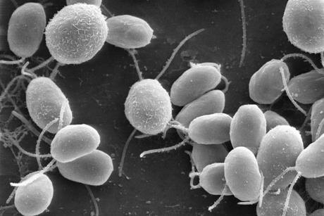 Chlamydomonas6-1